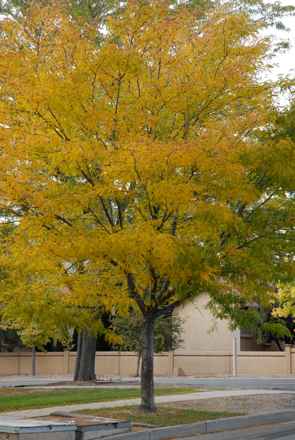 Thornless Honeylocust
